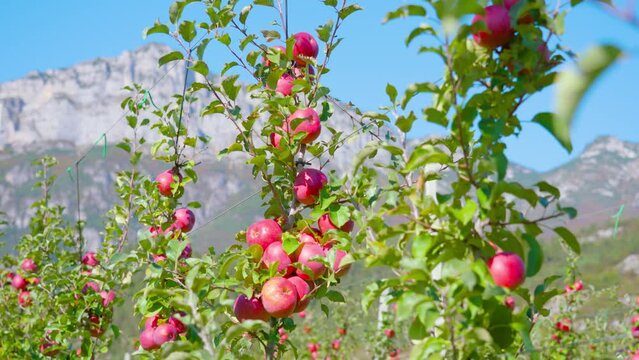 Lush apple tree branches with ripe juicy fruits grow fixed on iron wires against high mountains under blue sky on sunny day arc shot