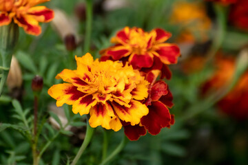 Marigold orange Tagetes flowers bloom in greenery