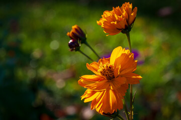 Vizille, Isere, Rhone-Alpes, France, 20 11 2022 sulphurous cosmos flowers, orange yellow flowers