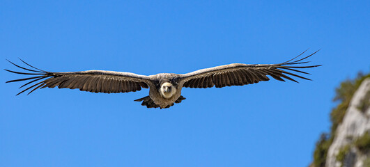 un vautour fauve sauvage qui chasse dans les gorges du Verdon dans le Var en France.