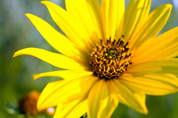 Wild sunflower macro closeup