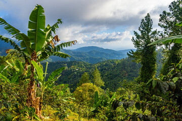 The Blue Mountains in Jamaica, Caribbean, Middle America.
