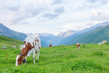 Fototapeta na wymiar Cows in pasture on alpine meadow