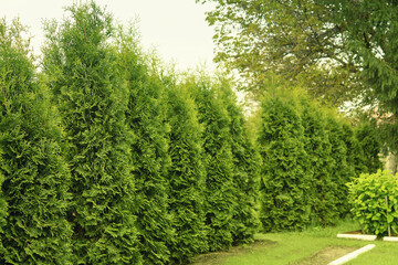 Fototapeta na wymiar Western thuja emerald green hedge, evergreen trees planted abreast make dense natural wall. Landscape design concept