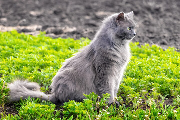 A gray cat sits on the grass, profile portrait of the cat