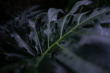 Dark tropical leaves background. Monstera deliciosa closeup