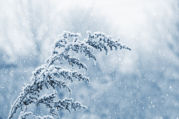 A snowy branch of a dry plant in winter during a snowfall
