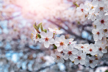 Cherry plum blossoms. Cherry plum brаnch with flowers in the sun