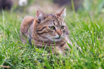 A tabby cat lies in the garden in the green grass