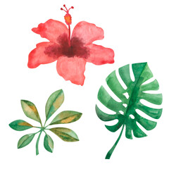 Watercolor illustration. Hand painted red tropical hibiscus, green monstera and schefflera leaves. Chinese rose flower. Floral set. Isolated clip art for fabric textile, prints, posters, cards