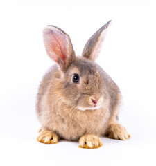 Fototapeta premium Cute looking brown rabbit isolated white background