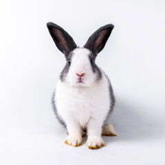 cute black and white rabbit isolated white background