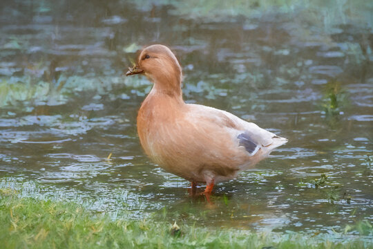 Digital painting of a brown duck standing in a puddle in the rain.