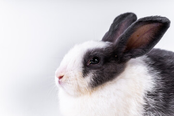 cute black and white rabbit isolated white background