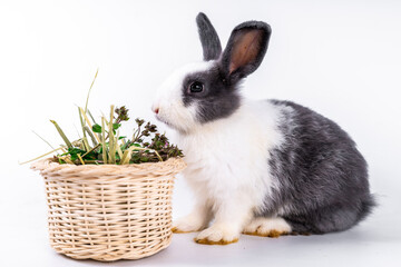 cute black and white rabbit isolated white background