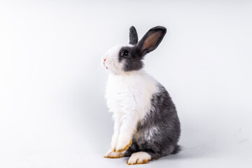 cute black and white rabbit isolated white background