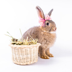 Cute looking brown rabbit isolated white background