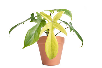 Philodendron Florida Ghost plant with mint colour new leaf in terracotta pot and isolated white background © JCM