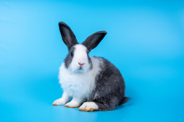 Cute black white rabbit isolated blue background