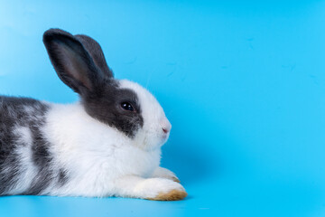 Cute black white rabbit isolated blue background