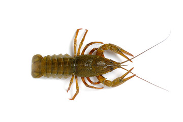 Live crayfish white background, isolate.