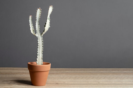 Euphorbia Lactea (Euphorbia white ghost) in terracotta pot on wooden table and concrete background