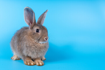 Cute brown rabbit isolated blue background