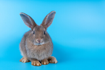Cute brown rabbit isolated blue background