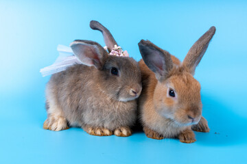 Cute brown rabbit isolated blue background