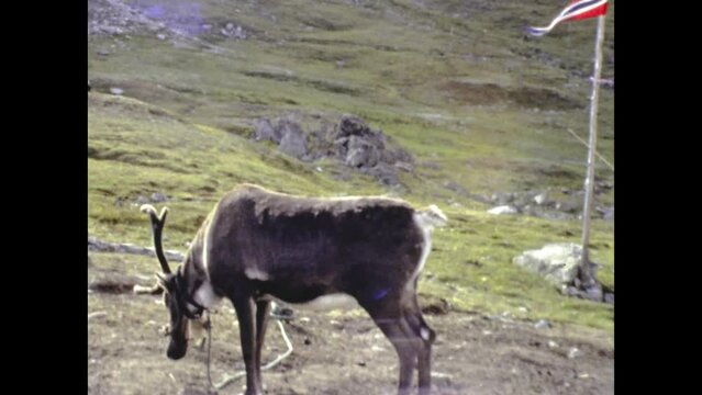 Norway 1986, Reindeer in natures