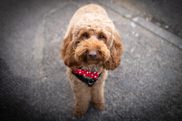 Beautiful pure-bred miniature poodle showing her looking at the photographer.