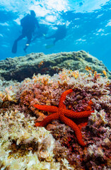 Naklejka na ściany i meble Une étoile de mer posée sur une roche sous-marine avec des plongeurs scaphandres à la surface dans la mer méditerranée 