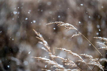Winter view with snowy stalks of dry grass on a blurred background during a snowfall. Closeup
