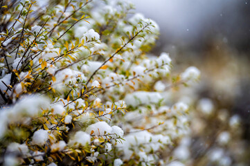 Close up view of snow covered bushes