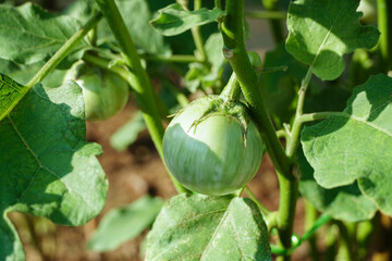 Fresh green Thai eggplant in the garden. farmer producer of bio food for local market. Fresh vegetables.  