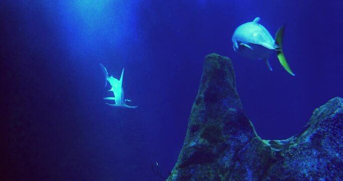 Requin marteau halicorne  en tr&egrave;s gros plan pr&egrave;s d'un r&eacute;cif nageant gracieusement