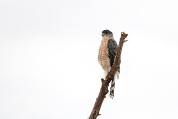 Cooper's hawk with a distended stomach resting on a bare branch in San Jacinto, California
