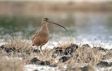 Long billed curlew on the ground, up close and eye level at San Jacinto, California 