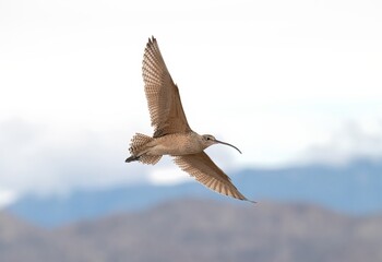Long billed curlew in flight against a clear sky with wings wide open and beautiful feather...