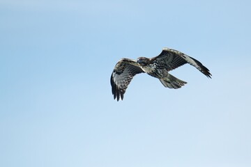 Red tail hawk juvenile in flight against a clear blue sky