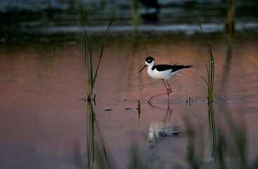 Moody image of a lonely black necked stilt foraging at sunset with purple-orange light