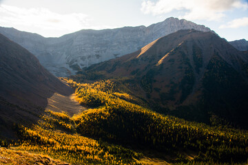Mountain landscape with yellow larches in fall