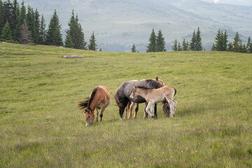 Naklejka na ściany i meble Horses family grazing in green summer meadow in Rila Mountains, Bulgaria. Country summer landscape.