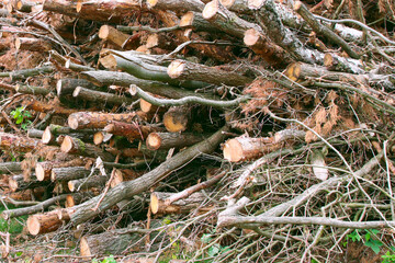 Cut trees ready for transport