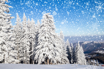 amazing winter landscape with snowy fir trees in the mountains