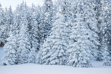 Naklejka premium amazing winter landscape with snowy fir trees in the mountains