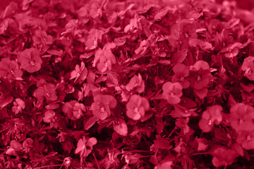 Fototapeta premium Viva Magenta, Color of the year 2023. Lilac trendy background glass square