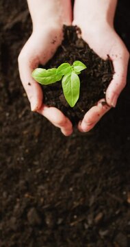 Vertical video of hands of caucasian person cupping green seedling in dark soil, with copy space