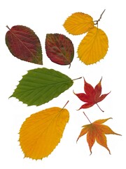 multicolor seasonal leaves of  trees at autumn isolated close up