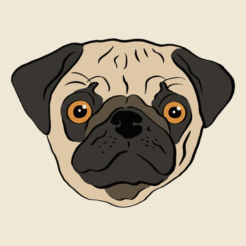 Hand drawn cartoon portrait of a pug. Funny pug face. Dogs, pet themed design elements, icon, logo.